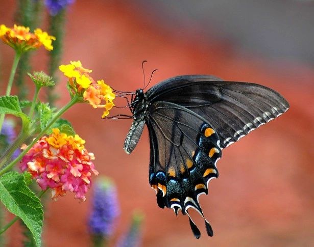 Butterfly on flowers — attention to detail