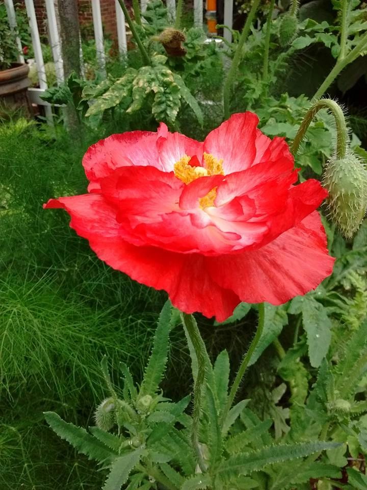 Red poppy flower garden