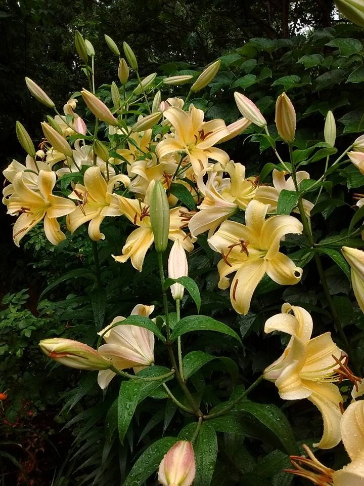 Yellow cream lilies in bloom