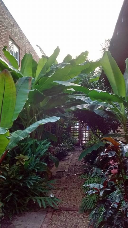 Garden pathway with tropical plants