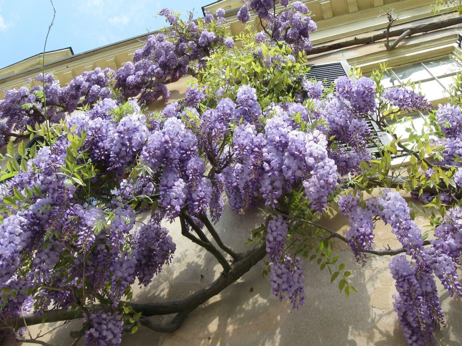 Wisteria vine with purple flowers