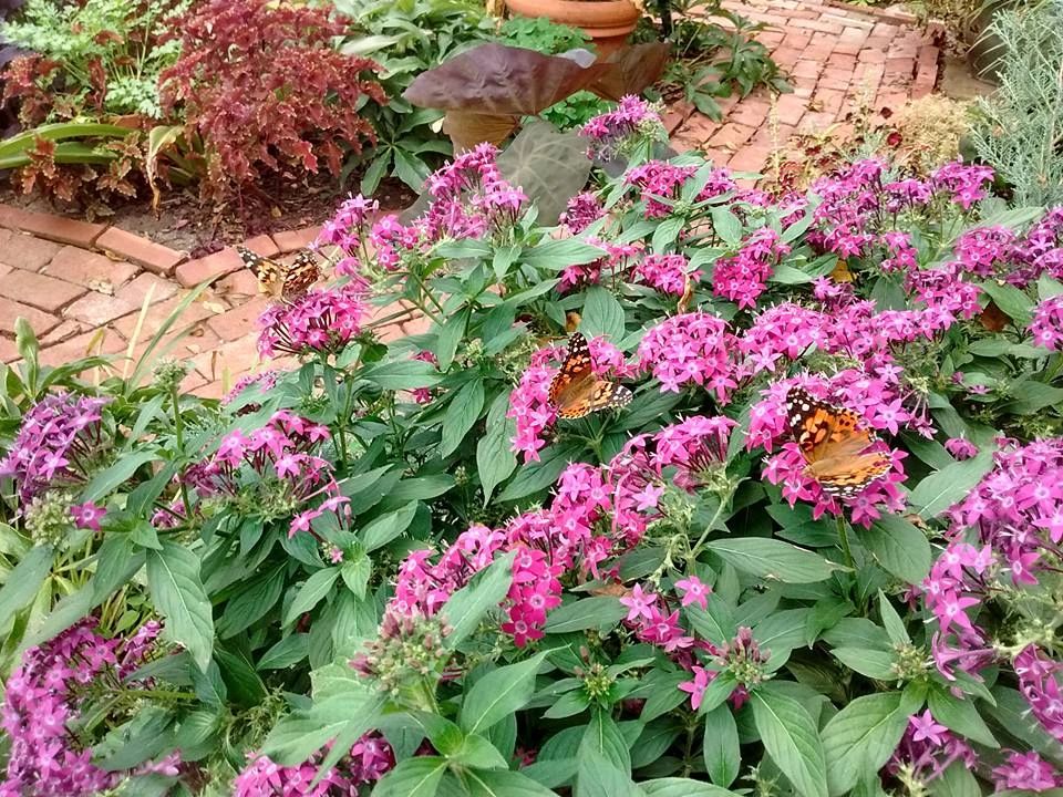 Pink flowering perennials with butterflies