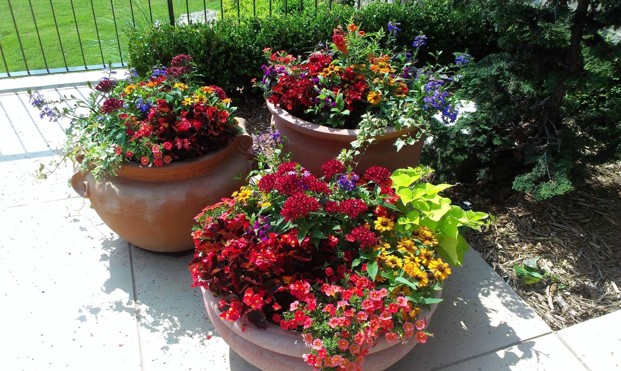 Terracotta planters with colorful flowers